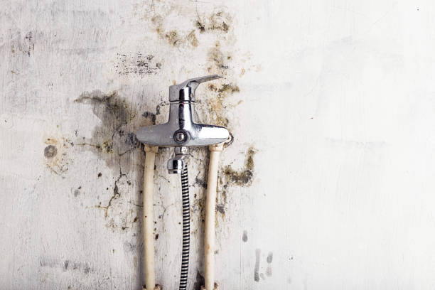 Best Residential Mold Removal  in Alexandria, IN