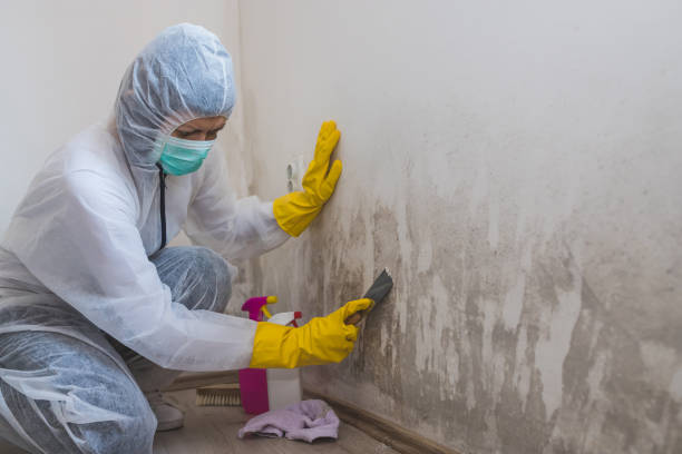 Office Mold Removal Services in Alexandria, IN