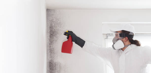 Best Crawl Space Mold Removal  in Alexandria, IN