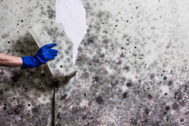 Best Attic Mold Removal  in Alexandria, IN