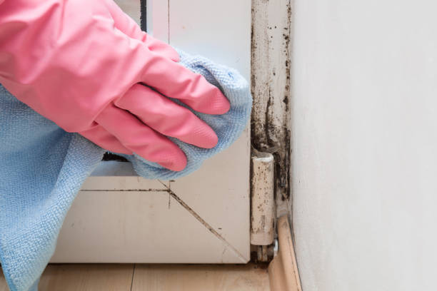 Best Certified Mold Removal  in Alexandria, IN