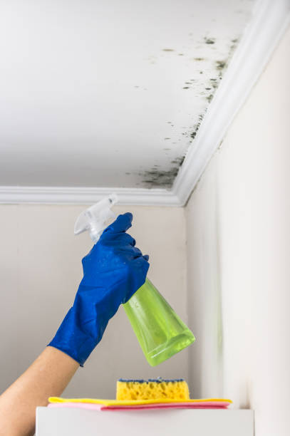 Best Fast Mold Removal  in Alexandria, IN